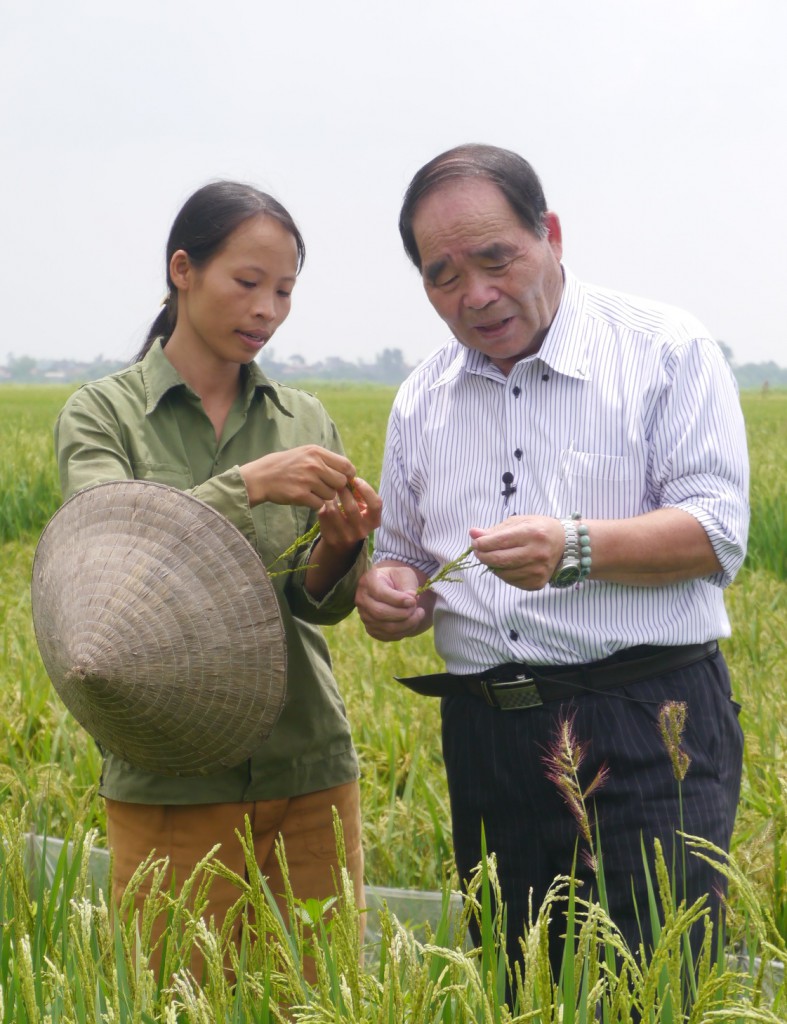 SEIBU KAIHATSU NOSAN Chairman Koichi Terui (right) instructs Phan Thi Hoa production of Hitomebore, a Japanese brand rice, in Binh Giang.