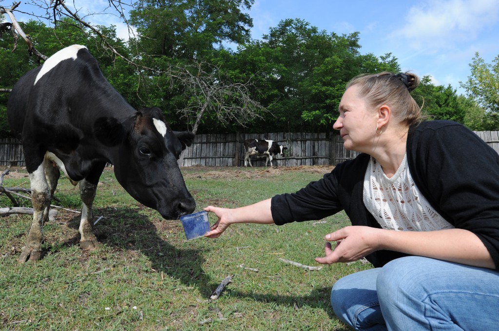Tatiana Shpilevsky gives ferrocene to her cattle in the Bragin district of Gomel, Belarus.