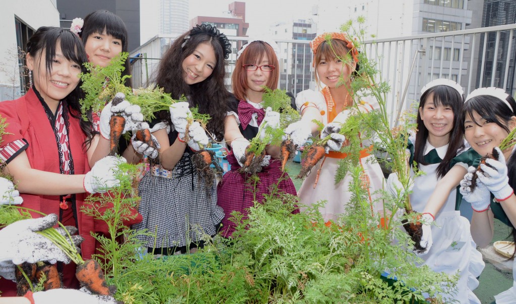 Akiba maids show carrots which they harvested on the roof of The Japan Agricultural News building in Tokyo on Thursday, Nov. 7.