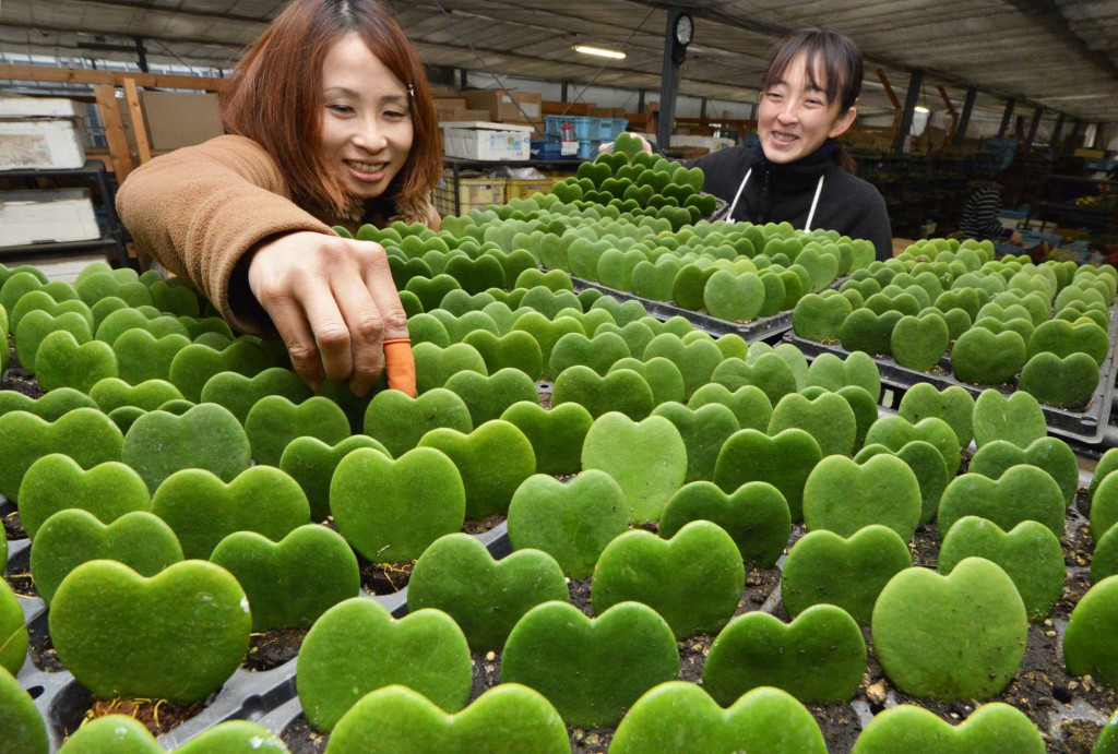 Love Love Heart, potted plants with heart-shaped leaves, line up at a plant grower in Mizuho, Gifu Prefecture.