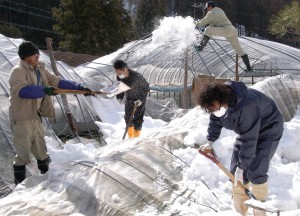 Officials of agricultural cooperatives in Nagano Prefecture clear away greenhouse pipes bent under the weight of the snow at a farm in Tomi, Nagano.