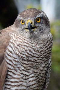 A goshawk which frightens crows by flying fast and making small turns.