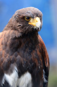 A Harris’s hawk which Misato Ishibashi says is the most reliable. 