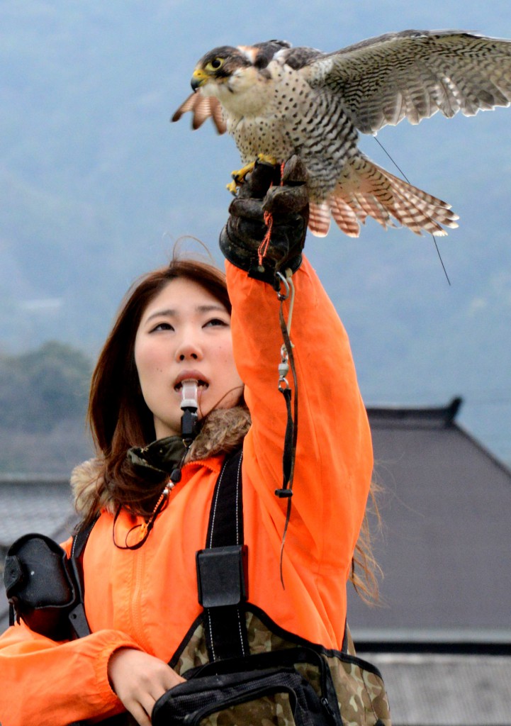 Misato Ishibashi releases a peregrine falcon, taking into account wind directions. She sometimes trains raptors for as long as six hours a day.