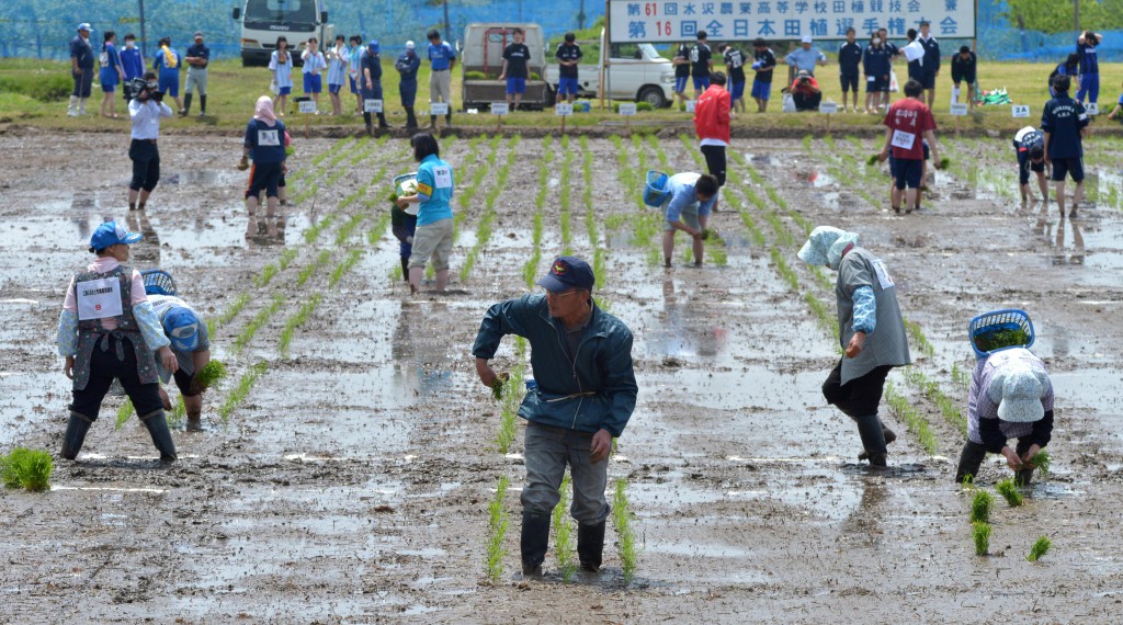 Experienced farmers gradually led others by a large margin. High school students  (upper right corner) trying to catch up with them.