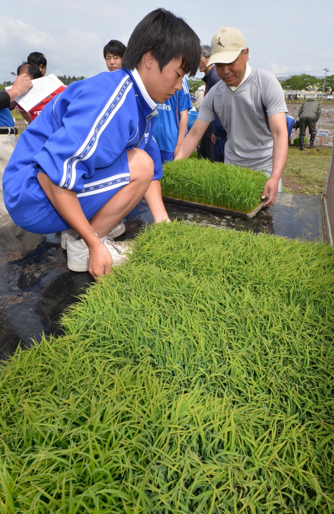 Hitomebore rice plants raised at school in advance of the competition.