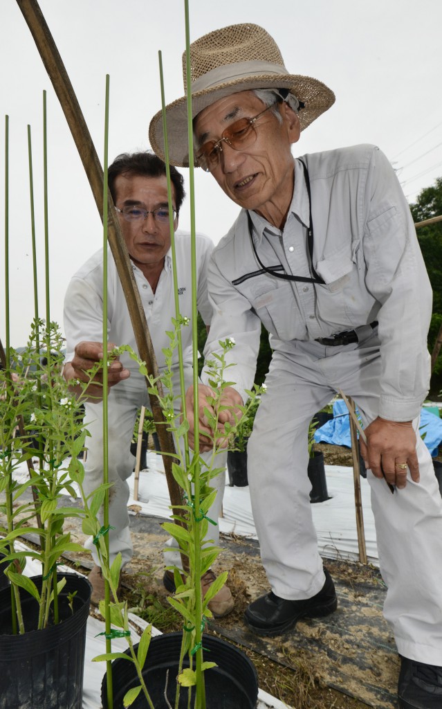 embers of Chikushino Murasaki Town Development Association checking Murasaki plants