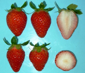 “Natsu-no-Kagayaki,” a new variety of strawberries, Courtesy of National Agricultural Research Center for Kyushu Okinawa Region.