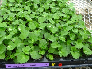 Young Yotsuboshi plants grown in plastic cell trays are seen in a photo provided by Mie Prefecture Agricultural Research Institute. 