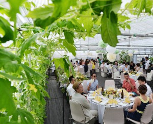 Wedding took place in vinyl greenhouse where green bitter gourd plants are grown to create leaf curtains. 