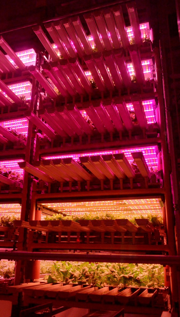 SciTech Farm to demonstrate feasibility of indoor farming based on the research of Tamagawa University. The entire cultivating process is done mechanically.