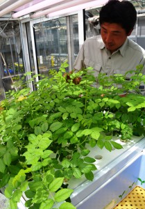 he facility of the Research Center for Medical Plant Resources where seedlings of licorice “Koro Glu-0010” are grown by sticking（Nayoro City, Hokkaido） 