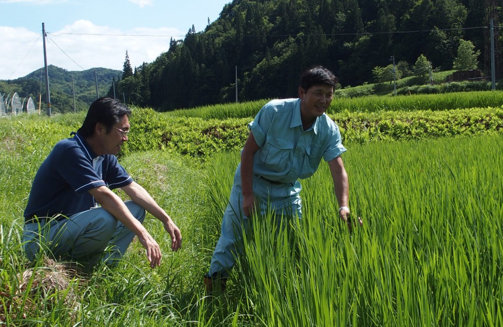 Choichi Hirayama (left), an official of JA Aizu-Midori, and Green Farm President Kinzaburo Sakai check the condition of rice plants at a rice field in Showa, Fukushima Prefecture. 