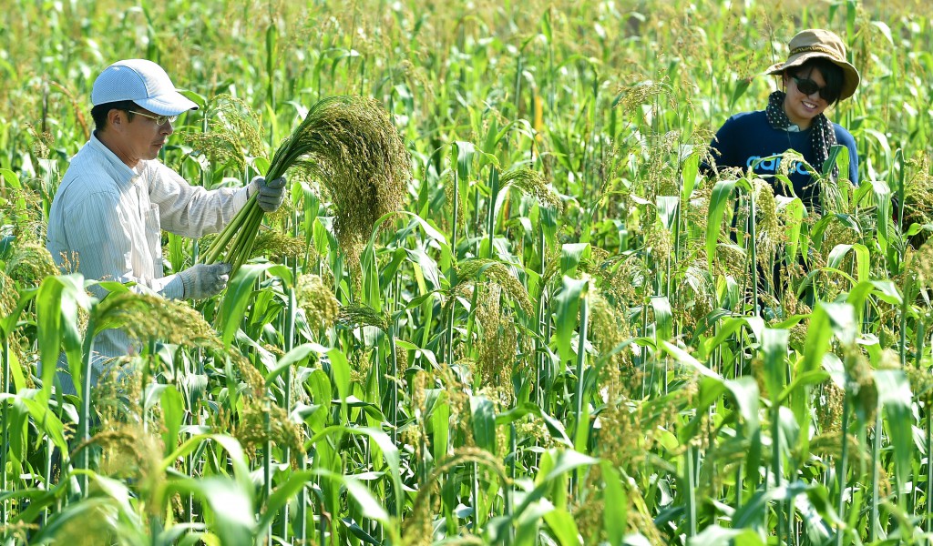 Students speedily cultivate broom corn plants. (in Kanuma-shi) 