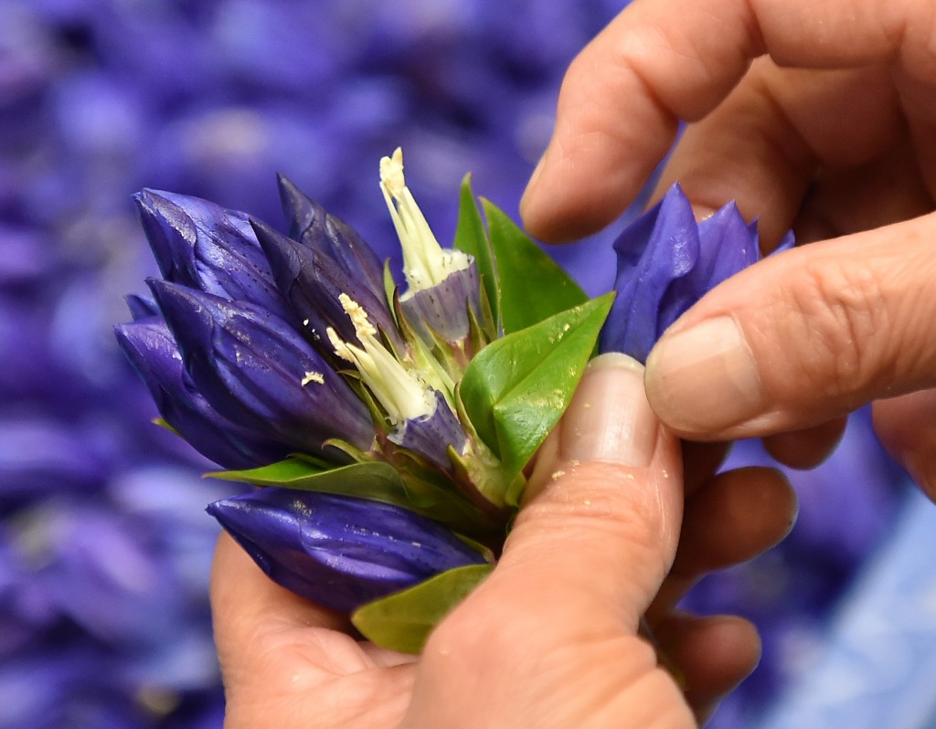 Petals are handpicked carefully in order to prevent pollens and leaves being mixed into them. The care is necessary to keep colors as clear as possible. 