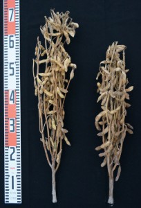 A photo provided by Western Region Agricultural Research Center shows Koganesayaka (left), a new variety suited for production of tofu, soy milk and soy sauce, and Sachiyutaka, a soybean cultivar widely grown in southwestern Japan. 
