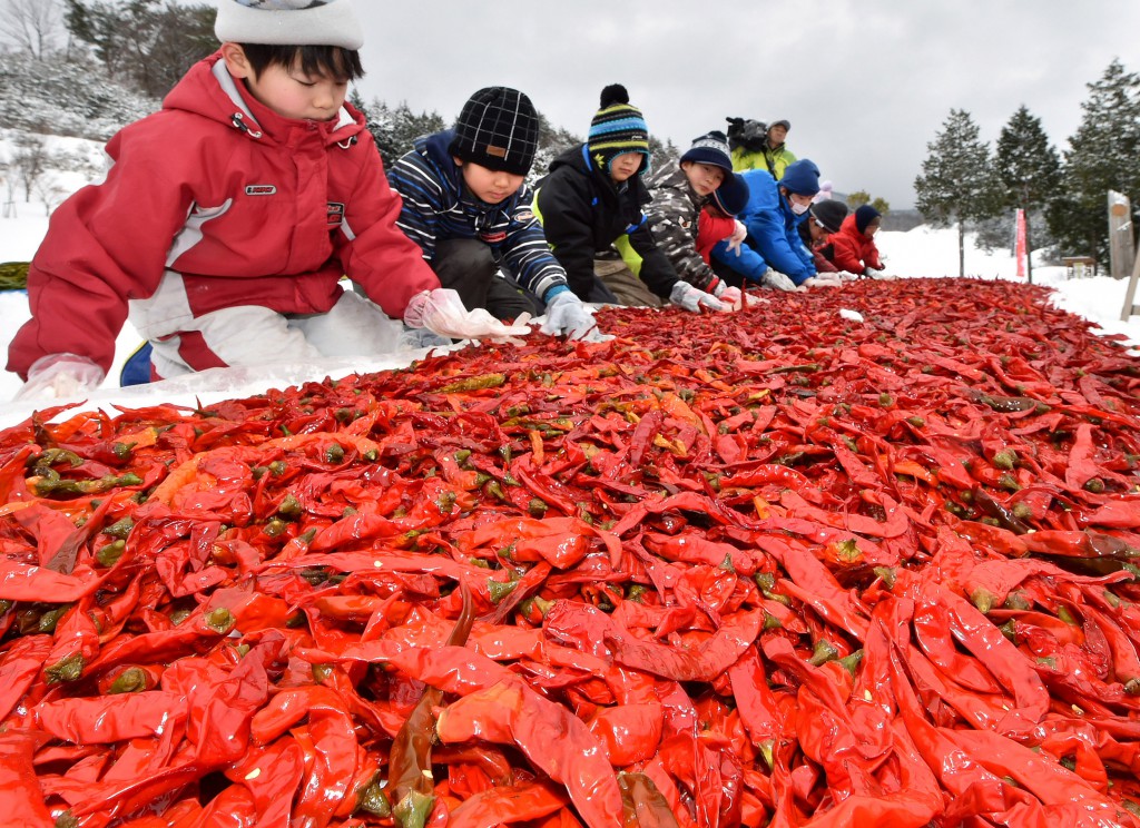 Red hot chili peppers laid on snow ground. Local elementary school children also come to do Yuki Sarashi. (In Kagamino-cho, Okayama Prefecture)