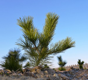 First-generation black pine tree seedlings made them through first severe winter and took roots in damaged area