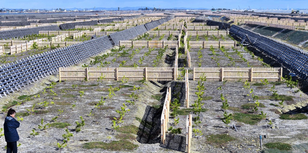 Project will reforest a 5-kilometer-long, 150-meter-wide coast. Wooden fences are placed to protect young seedlings from strong winds. This area should be completely covered by black pine trees in a few decades (in Natori-shi, Miyagi Prefecture)