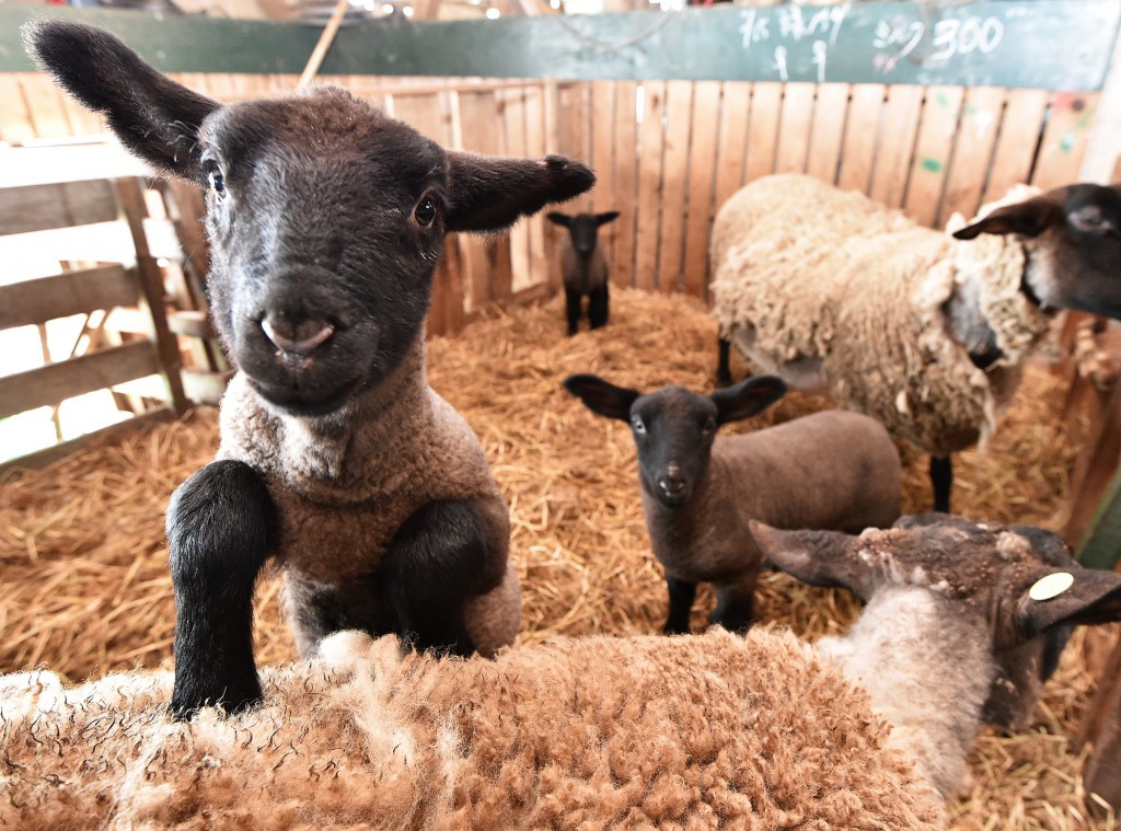 Baby lamb playing on mum’s back (in Fujisato-cho, Akita Prefecture)