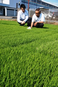 Katsunori Ogawa (left), head of Sunami Eino Kumiai, checks growth of young rice plants in Mizuho, Gifu Prefecture, with an official of JA Gifu in late May
