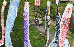 Visitors can also stroll along walking trail to have close look at Koinobori 