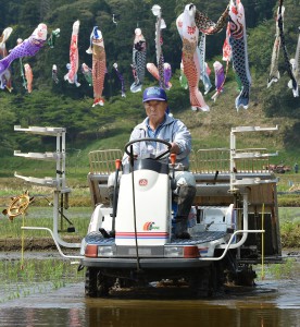 Sugaya plants rice under display of Koinobori every year 