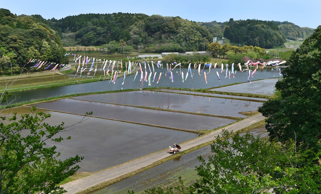 Pond and rice paddies are surrounded by forests and 200 carp-shaped streamers swim in this peaceful village