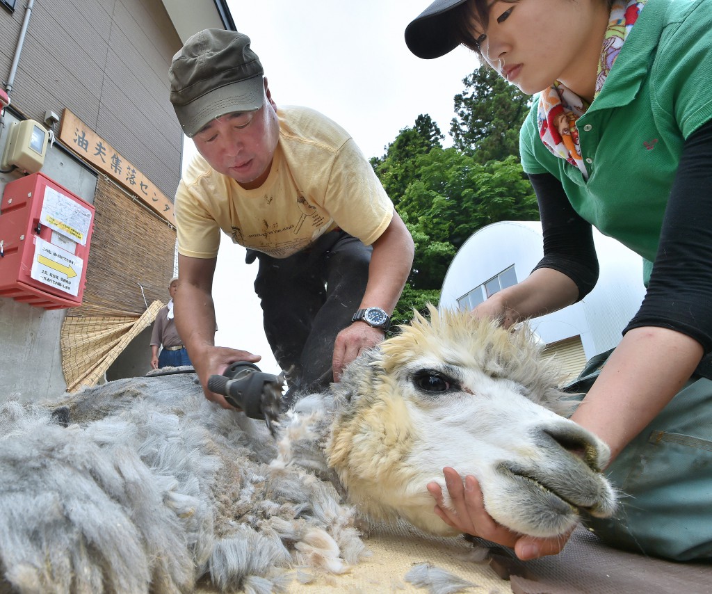 Alpaca receiving annual shearing before summer to survive hot and humid summer days in Japan. One alpaca produces more than 3 kilograms of wool.