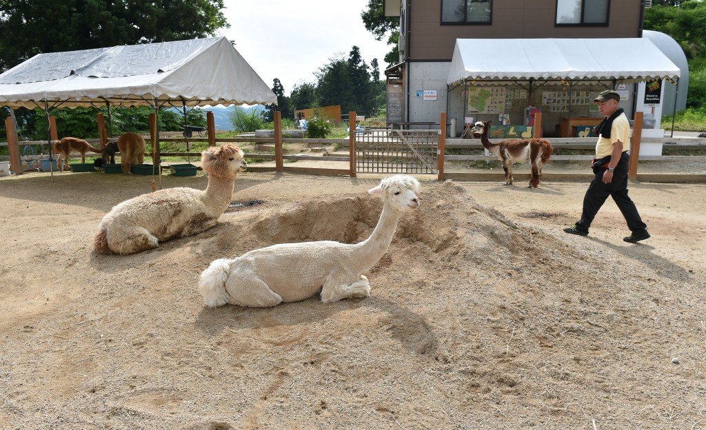 Alpaca farms have tents to give shade and prevent heat stroke