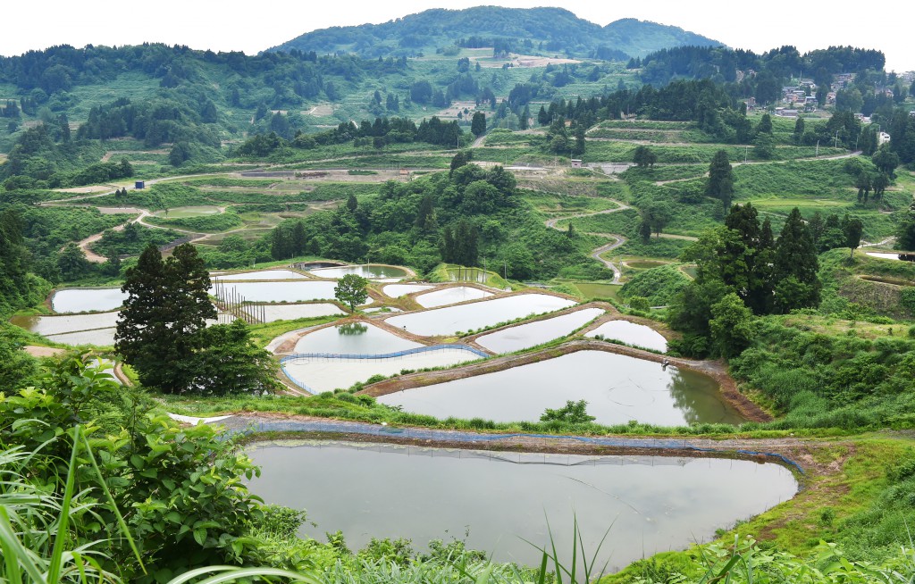 Yamakoshi is a hilly and mountainous village with stepped rice paddy. It's also known for having many Nishikigoi (multi-colored ornamental carp) breeders