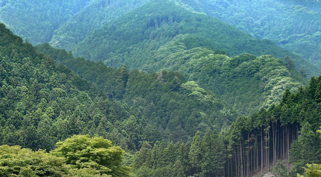 Tree farms in Nishikawa Forestry Area in Hanno-shi produce more ciders and some cypress