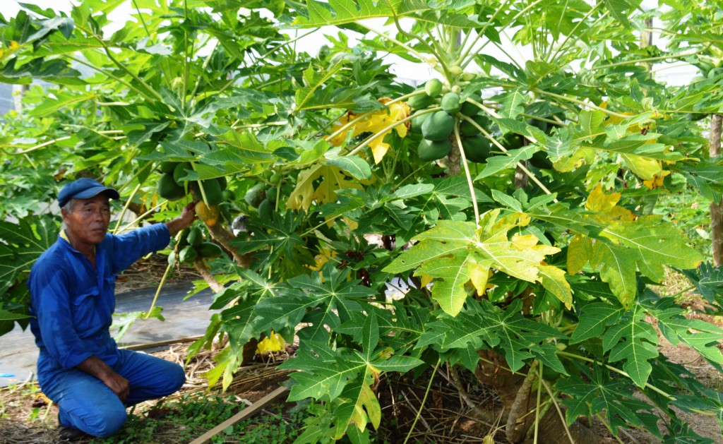 Tsuyoshi Yoshioka grows Ishigaki Sango papayas at his farm in Kikai, Kagoshima Prefecture