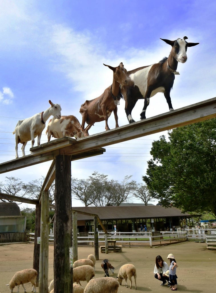 Goats walking on bridge in line (in Narita-shi, Chiba Prefecture)