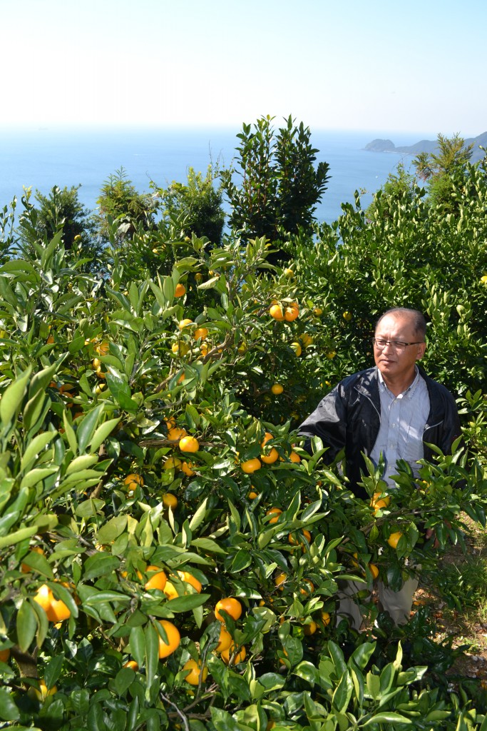 Hiroki Abe takes care of mikan trees at his orchard located on steep slopes in Ikata, Ehime Prefecture