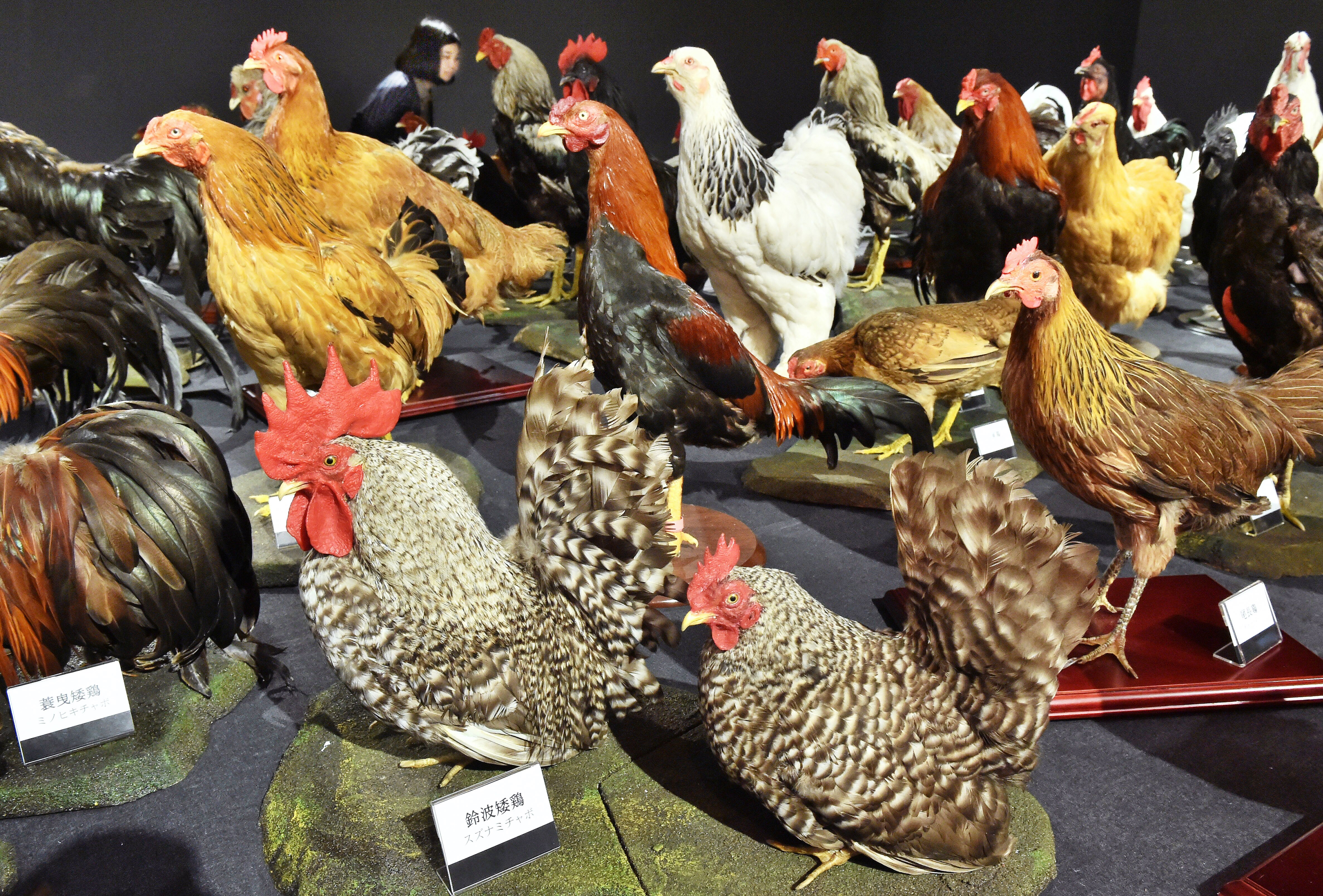 【news】 One Hundred And Fifty Rare Chickens At A Glance Oct 25 2015