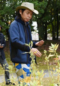 Hibino collecting impatiens seeds. “I hope visitors enjoy colors of plants running dry, not just cute flowers and green leaves,” said Hibino.